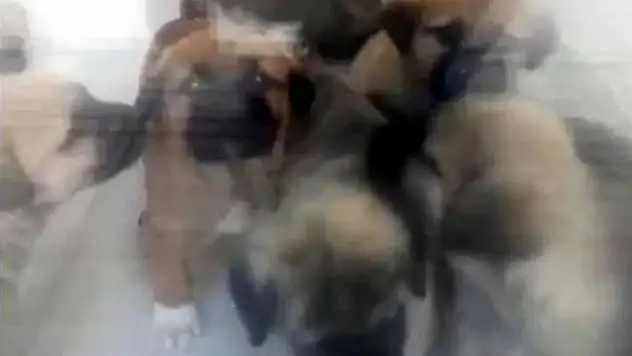 Sahiplendiği köpeklere cinsel istismarda bulunup öldürdüğü iddia edilen doktorla ilgili yeni gelişme