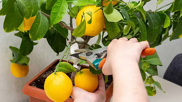 Saksıda limon ağacı yetiştirirken bilmeniz gereken bakım tüyoları! Limon asla çürüme yapmıyor