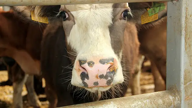 Salgın alarmı: 18 Köy ve 4 mahalle karantinada!