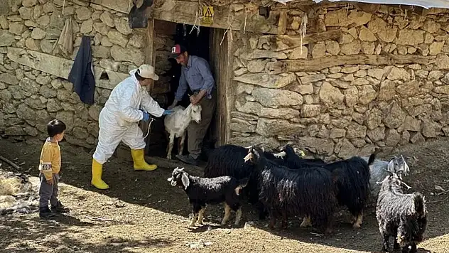 Şap hastalığına karşı denetimler sürüyor