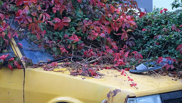 Sarmaşıklar sahip çıktı! Sahibi vefat eden otomobil doğa harikasına dönüştü