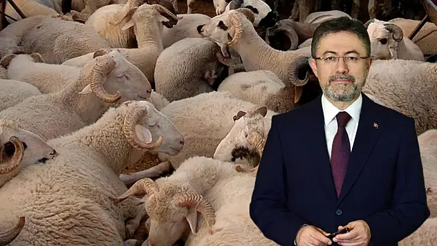 Satılamayan kurbanlıklar ne olacak? Bakan Yumaklı'dan kritik açıklama