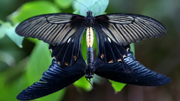 Şebiarus'a özel büyülü hazırlık! Konya'da binlercesi ziyaretçileri bekliyor