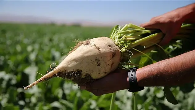 Şeker pancarı alım fiyatı güncellendi: İşte yeni rakam!