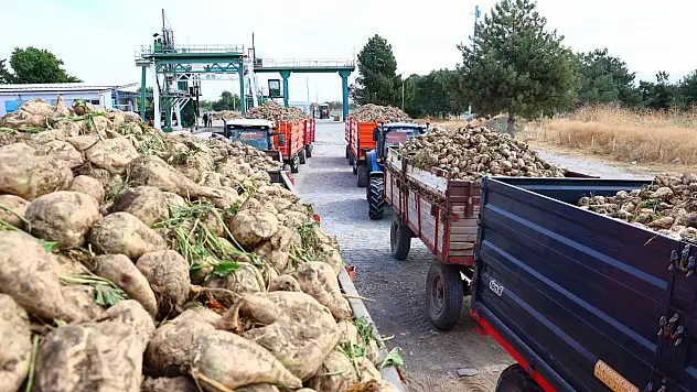Şeker pancarı mesaisi başladı! 240 bin ton pancardan 25 bin ton şeker hedefleniyor
