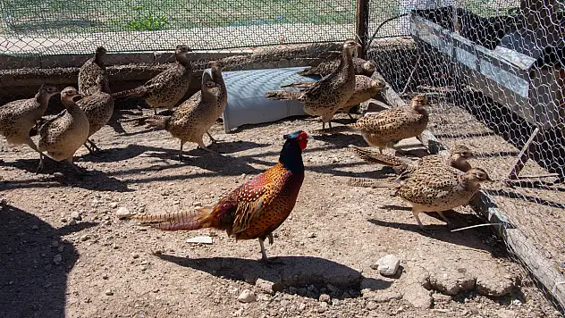 Selçuk Üniversitesi yine öncü oldu. Sülün üretimi yaygınlaşıyor.