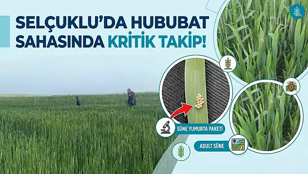 Selçuklu'da hububat sahasında kritik takip