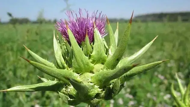 Şevketi Bostan Nedir?