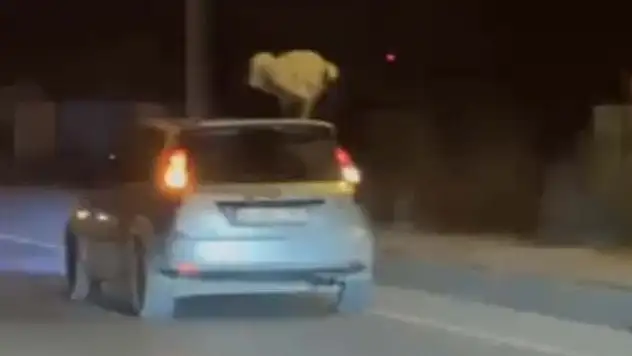 Seyir halindeki aracın üzerine çıkıp dans etti