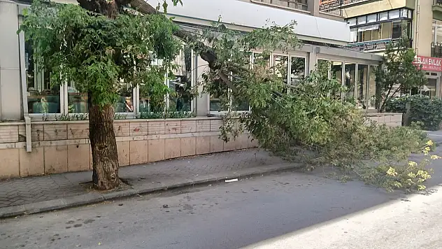 Şiddetli rüzgar sebebiyle ağaç devrildi!
