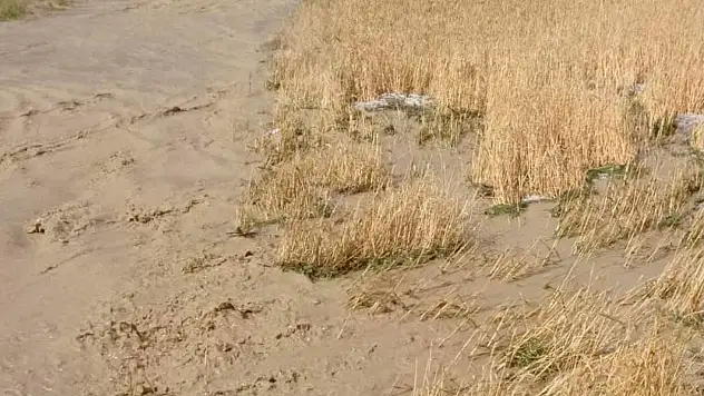 Şiddetli yağış tarım alanlarına zarar verdi!