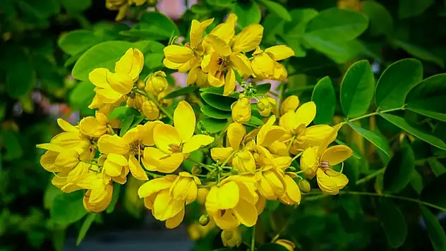 Sinameki otu nedir? Sinameki otu ne işe yarar, ne için kullanılır?