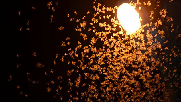 Şırnak'ta çekirge istilası başladı