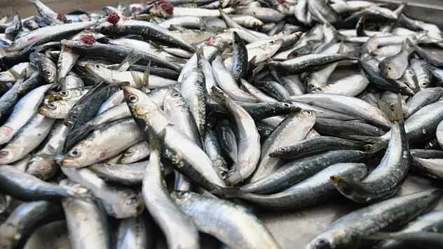 Siyasette 'balık' tartışması! Konya Milletvekilinden, Özgür Özel'e gönderme...