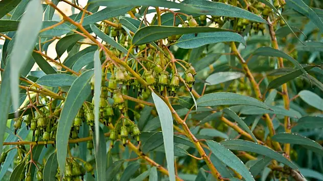 Solunum zorluğu mu çekiyorsunuz? Bu bitkinin faydasını göreceksiniz