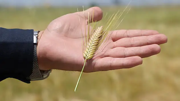 Son 3 yıla fark attı: Konya Ovası'ndan rekolte müjdesi!