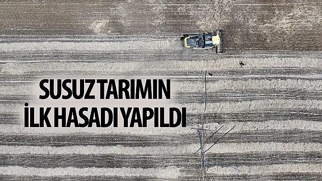 Susuz tarımla yetiştirilen yerli buğdayın hasadı yapıldı