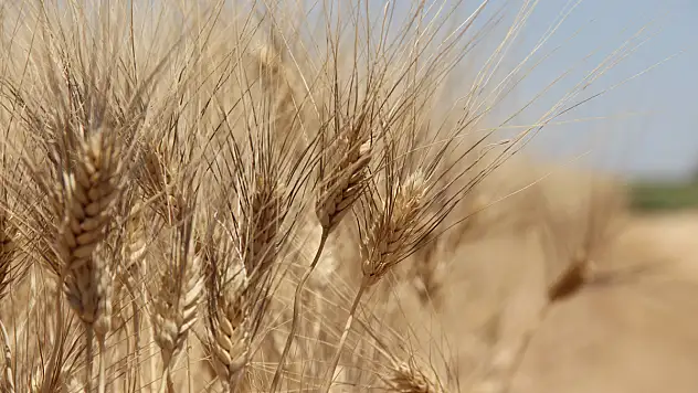 Tahıl koridoru için İstanbul'da 4'lü zirve!