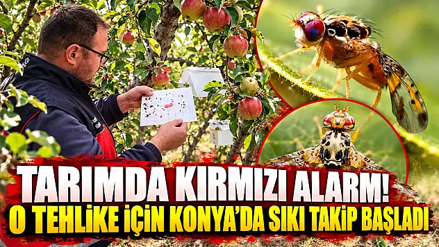 Tarımda kırmızı alarm! O tehlike için Konya'da sıkı takip başladı