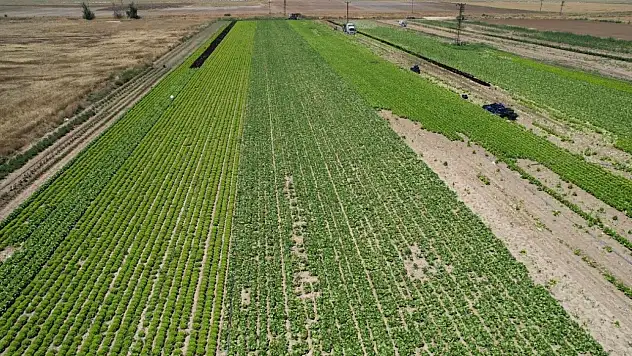 Tarlada 5, markette 50 lira! Konya Ovası'ndaki o ürün üreticiyi kara kara düşündürüyor