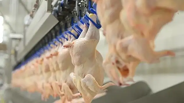 Tavukta fiyat şoku: Bakanlık ihracatı durdurdu!