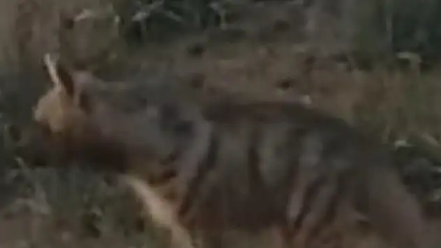 tek tür foto kapanla görüntülendi