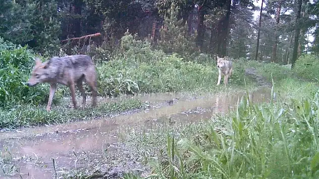 TIKLA-İZLE! O ilimizde kurt sürüsü görüntülendi