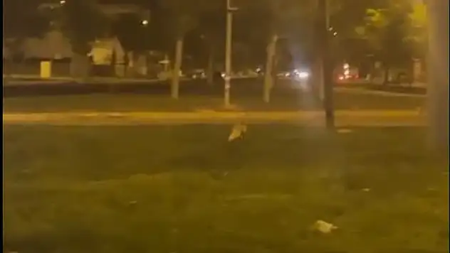 Tilki yolu şaşırdı, şehre indi