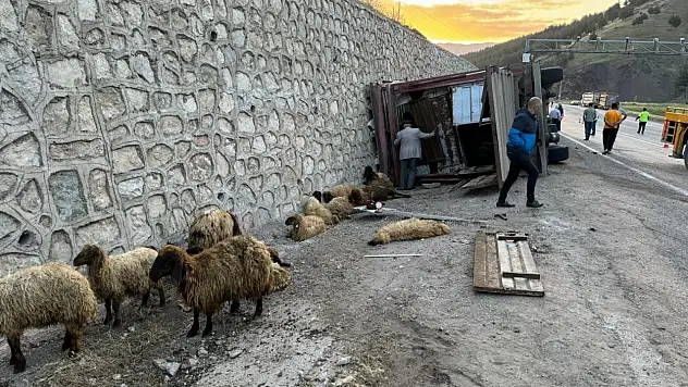 Tırın devrilmesi sonucu 2 kişi yaralanırken 40 küçükbaş hayvan telef oldu