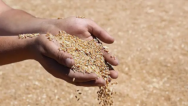 TMO'dan çiftçiye güvence: Hem alım fiyatı hem satış rakamları belli oldu