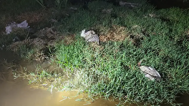 Toplu martı ölümlerinin nedeni araştırılıyor