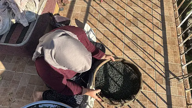 Toroslar'da kendi kendine yetişiyor, meyvesi de yağı da posası da para ediyor