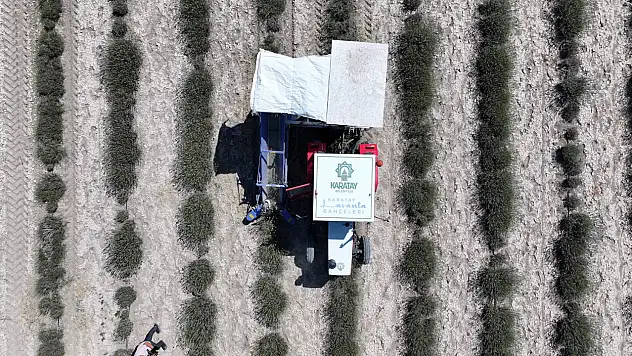 Türkiye'nin en büyük lavanta bahçesi'nde hasat zamanı
