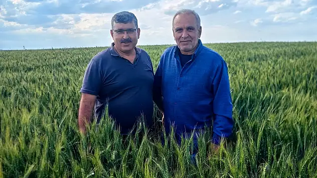 Türkiye'nin en kalitelisi Konya'da yetişiyor ama hasat öncesi tehlike sinyalleri çaldı
