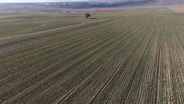 Türkiye'nin tahıl ambarı Konya'da son yağışlar yüz güldürdü