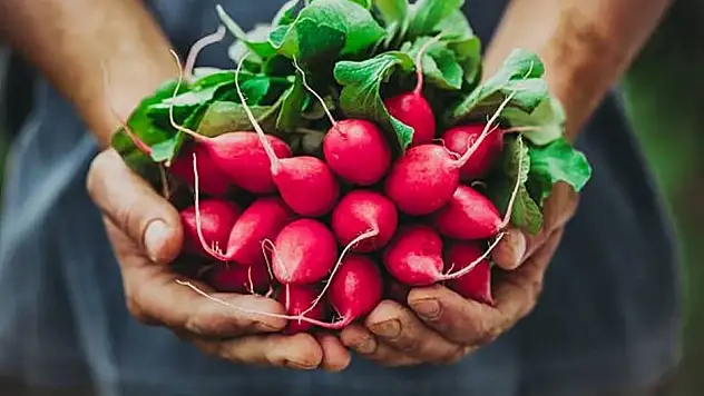 Turpun faydaları nelerdir? Düzenli turp tüketiminin sağlık üzerine etkileri nelerdir?