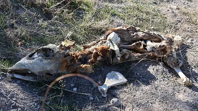 Tüyler ürperten keşif: Boş arazide 8 ölü buzağı bulundu
