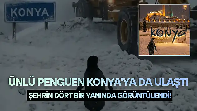 Ünlü penguen Konya'ya da ulaştı: Şehrin dört bir yanında görüntülendi!