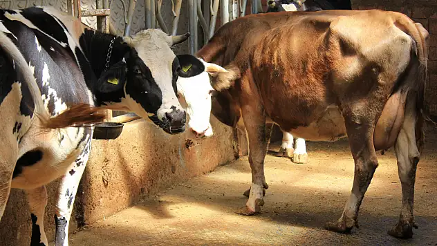 Üreticiler Dikkat! 'Hayvanlara Küflü domates ve idrar içirilmesi şap hastalığına çare değil'