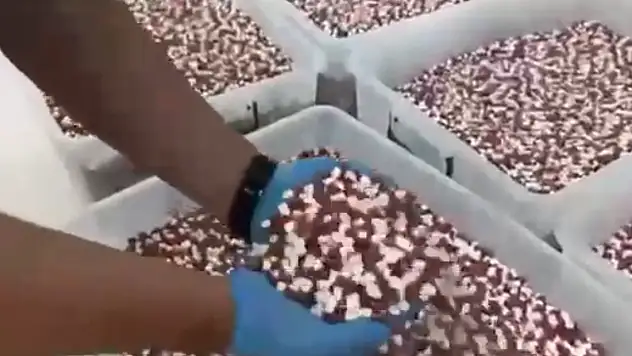 Uyuşturucu imalathanesine baskın: Rekor sayıda sentetik ecza hap ele geçirildi