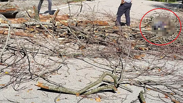 Üzerine düşen ağaç sonu oldu