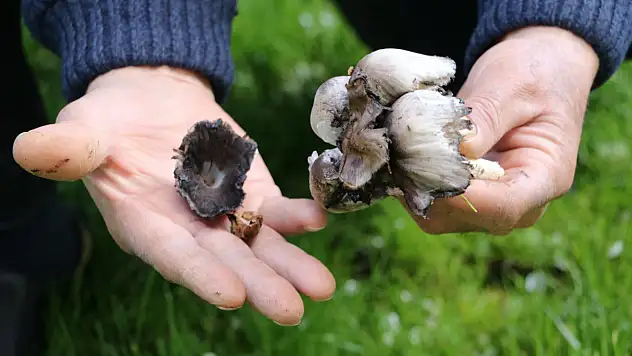 Uzmanlar uyardı! Kontrolsüz yabani mantar tüketimi ölümcül olabilir