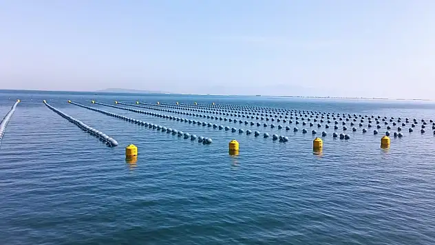 Uzmanlardan 'kaçak midye' uyarısı: Ağır metal ve toksin riski taşıyor