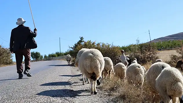 Van'da çoban krizi derinleşiyor: Aylık 100 Bin TL'den aşağısına bakmıyorlar