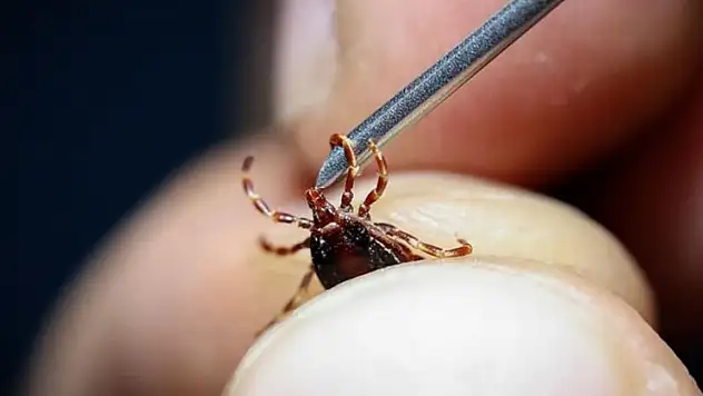 Vücuduna yapışan kene, sonu oldu!