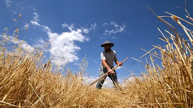 Yalıhüyük'te 500 dönüm bereket: Hasat geliri hayra dönüşüyor