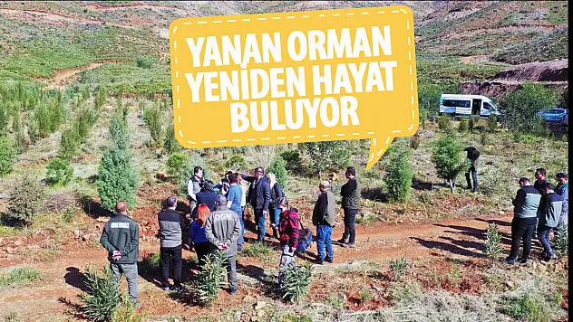 Yanan orman tekrardan hayat buluyor!