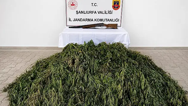 Yasa dışı ekim yapılan adrese baskın! 610 kök kenevir yakalandı