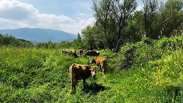 Yaylalarda kartpostallık manzaralar