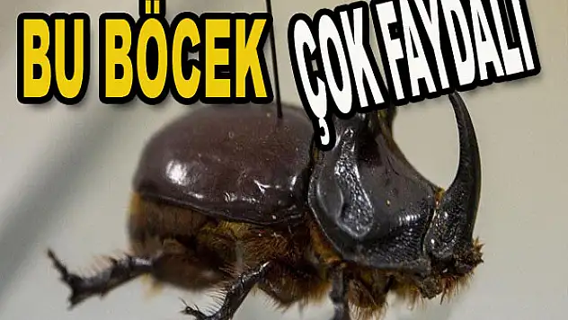 Yeni bir böcek türü keşfedildi...